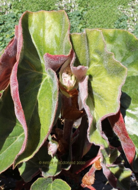 B. ‘Irene Tapia’